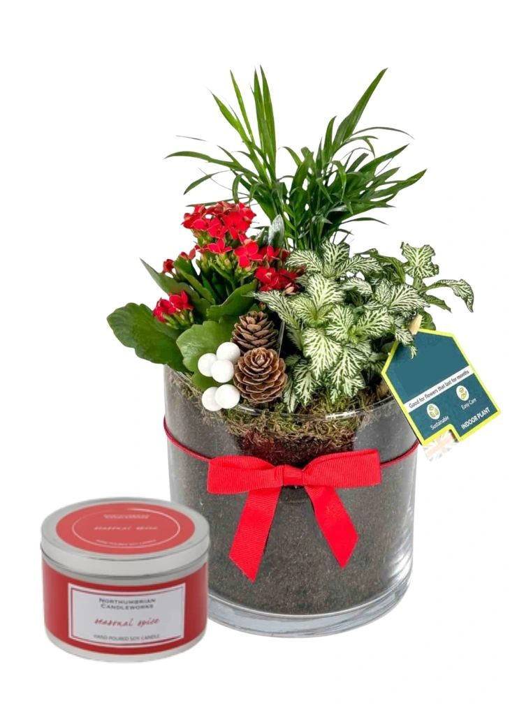 Christmas Gift Planter Ideal for Indoors and Christmas Candle