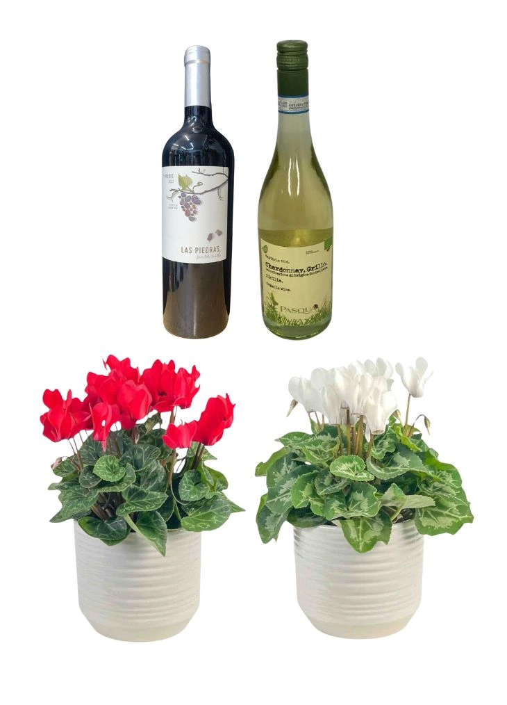 Cyclamen Plant Duo and Wine Christmas Gift Set