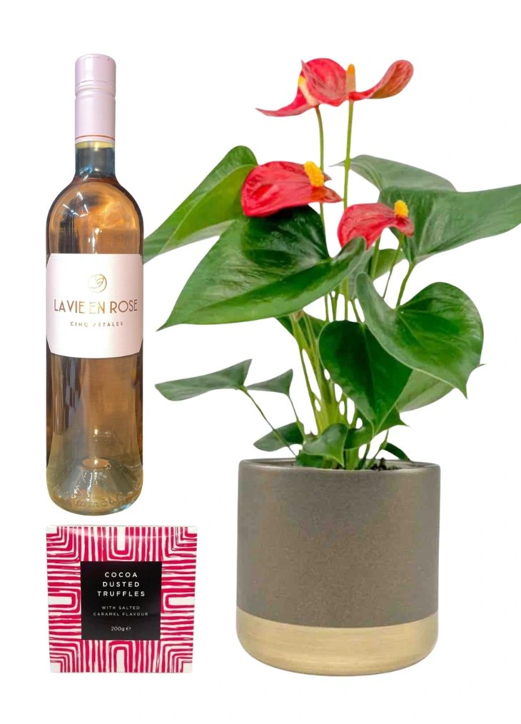 Easy Care Indoor Plant Gift Set Delivered