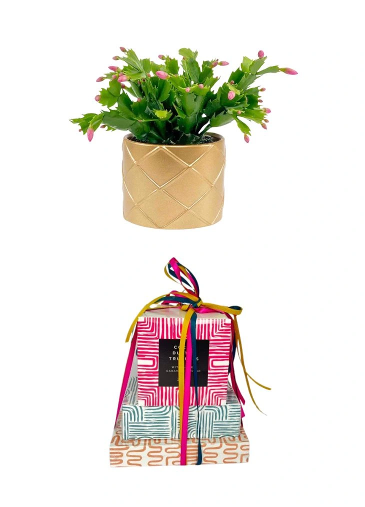 Flowering Christmas Cactus Plant and Chocolates