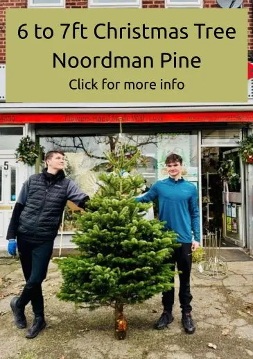 Buy a Large Christmas Tree Liverpool