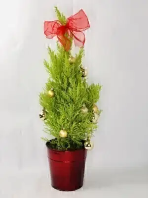O Christmas Tree