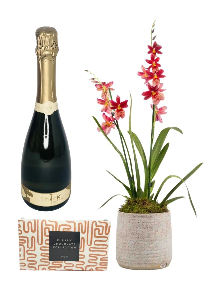 Orchid Plant For Home Gift Set