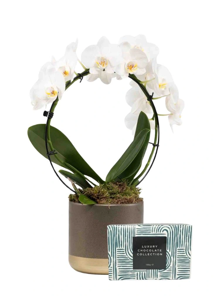 Orchid Plant Gift Delivery