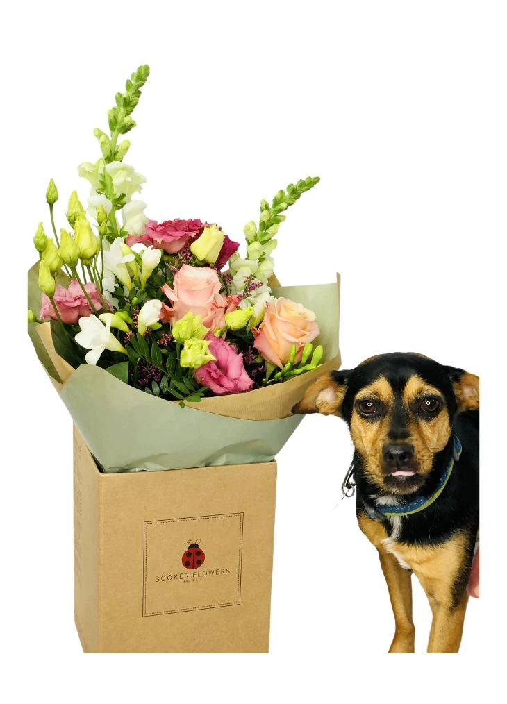 Pet Friendly Flowers Pastel Bouquet Pet Friendly Flowers Pastel Bouquet