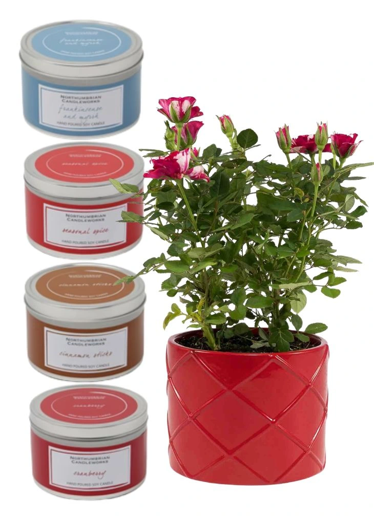 Rose Plant and Candle Gift Delivery