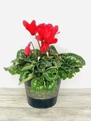 Scarlett Christmas Red Cyclamen Large Plant