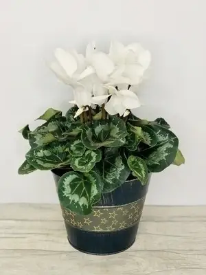 Snow White Christmas Cyclamen Large Plant