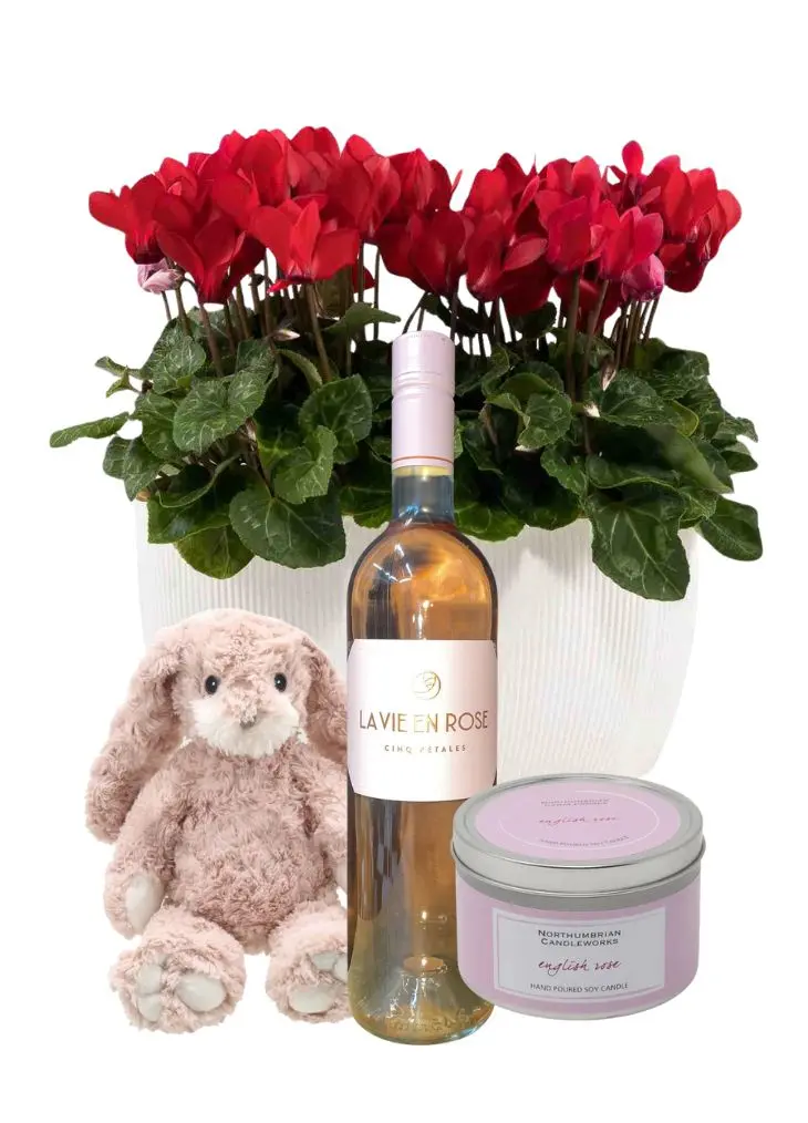 Winter Cyclamen plants in pot Family Christmas Hamper